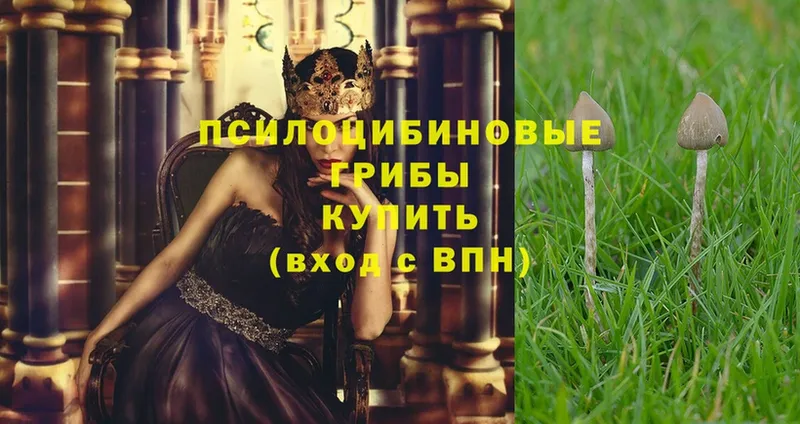 Галлюциногенные грибы Psilocybe  купить   Заречный 